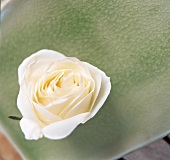 cremeweiße Rosenblüte liegt auf grünem Porzellanuntergrund