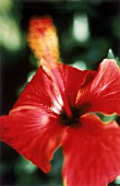 Hibiskusblüte - close up 