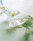 Blüten einer weißen Orchidee auf einem pastellgrünem Stück Stoff