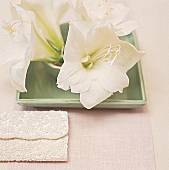 weiße Amaryllisblüten auf jadegrünen Keramikschalen dekoriert