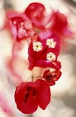 Close up mehrere Bougainvilleablüten rot - pink