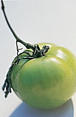 grüne Tomate 