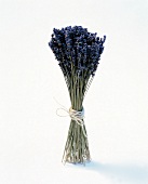 Bunch of lavender on white background