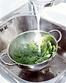 Spinach being blanched in pan