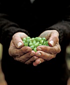 Close-up of a man's hands holding green olives