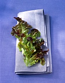 Close-up of oak leaf lettuce kept on folded napkin