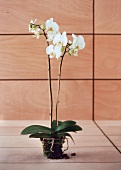 weiße Orchidee ohne Topf steht auf dem Boden