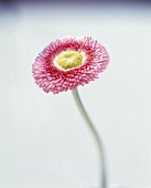 Gefüllte Gänseblümchen (Bellis), close up einer rosafarbenen Blume