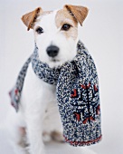 kleiner Terrier mit blauem Schal mit Schneeflockenmuster