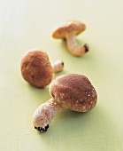 Shiitake-Pilze auf hellgrünem Grund 
