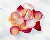 Verschiedene Rosenblütenblätter 