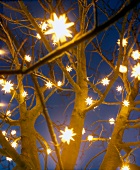 Lichterketten aus Herrnhuter Sternen schmücken einen Kastanienbaum, Nacht