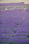 Lavendelernte, Lavendelfeld in der Provence