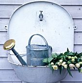 Close-up of zinc watering can and white tulips in garden sink