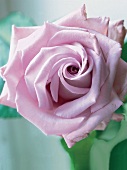 Close up auf Blüte einer rosa Rose 