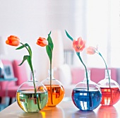 Four single tulips in glass vases filled with colourful water