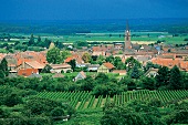 Bergheim an der Route du Vin, Weinan bau, Dorf + Landschaft