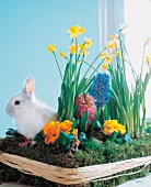 weißes Kanninchen sitzt in einem gebasteltem Blumenbeet