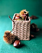 Chestnuts with spiny shell in small basket