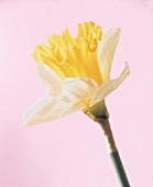Blüte der gelben Narzisse LAS VEGAS mit hellen Blütenblätter