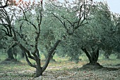 Alter Olivenhain bei Les Baux, Olive nbaum