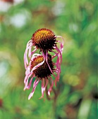 Die Blume Echinacea palida für die Abwehrkraft.