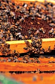 Bienen transportieren ihr Gut zu den Waben