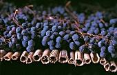 Toskana, Trauben, Weintrauben, rote Sangiovese-Trauben für Süßwein