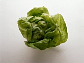 Lettuce leaves on white background