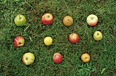 Diverse Apfelsorten, Äpfel liegen im Gras aufgereiht
