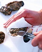 Close-up of oyster cut open with knife