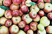 Rot-Grüne Äpfel auf einem Haufen 