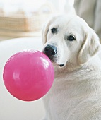 weißer Hund mit pinkem Ball im Maul 