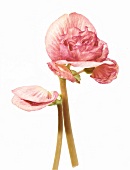 Begonia, " Bouton De Rose ", rares Prunkstück kamelienblütiger Begonie