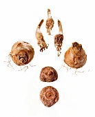 Various types of onions on white background