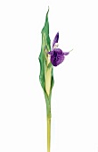 Roscoea Auriculata, aus Fernost Ingwergewächs, Orchideenart