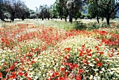 Yellow and red flowers blooming in meadow at Valldemossa, Mallorca, Spain