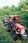Ein roter Traktor fährt durch die Apfelplantage
