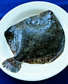 Turbot on square plate