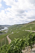 Weinregion Mosel-Saar-Ruwer Landschaft Impression