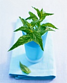 Close-up of mint leaves in blue glass kept on blue cloth