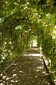 Wegeler-Gutshaus Bernkastel Weingut in Bernkastel-Kues Rheinland-Pfalz Deutschland