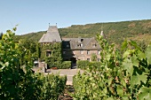 Reichsgraf von Kesselstatt Weinstoecker Weingut mit Restaurant und Weinstube in Morscheid Rheinland-Pfalz Deutschland