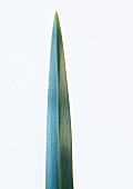 Close-up eines schwertförmigen Blattes Flachs