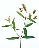 Close-up of green Indian poisonous hemp leaves on white background