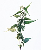 Close-up of green nettle on white background