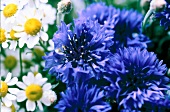Close-up of cornflower and chamomile