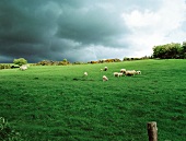 Irland, Landschaft, grüne Wiese mit Schafen, dunkle Wolken, Wicklow