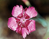 Carnation flower Nonesuch, garden carnation, close-up