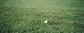 Poloball auf einem Spielfeld, Rasen 